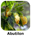 Abutilon